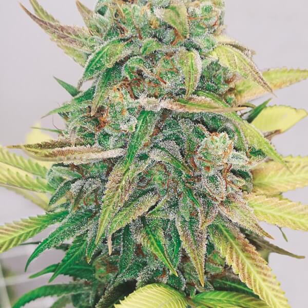 Strawberry Cake CBD