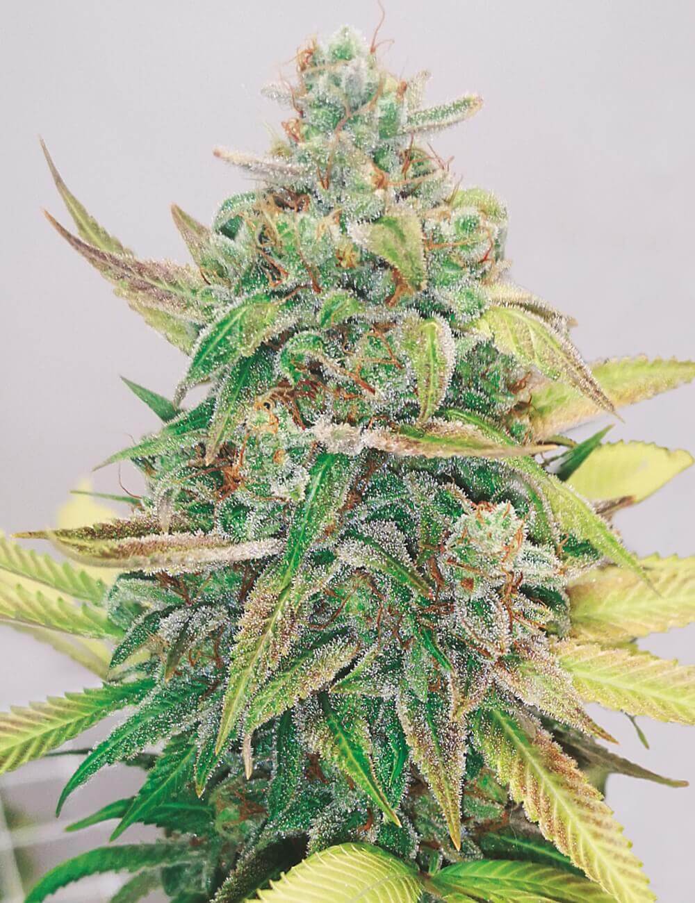 Strawberry Cake CBD