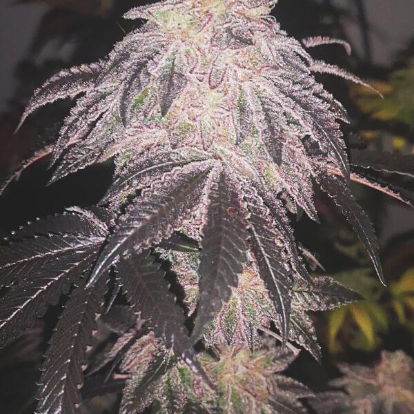 Cookies Sherbert Auto