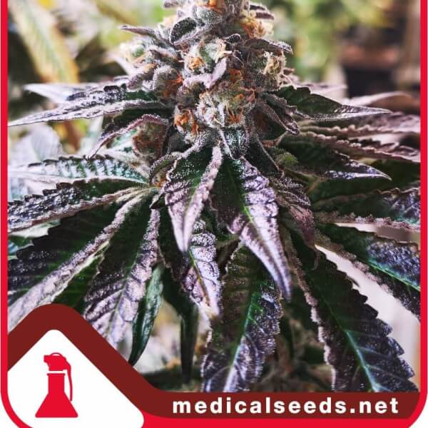 Cookies Purple Punch