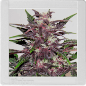 Grizzly Purple Kush