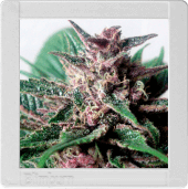 Grizzly Purple Auto