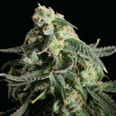 Girl Scout Cookies
