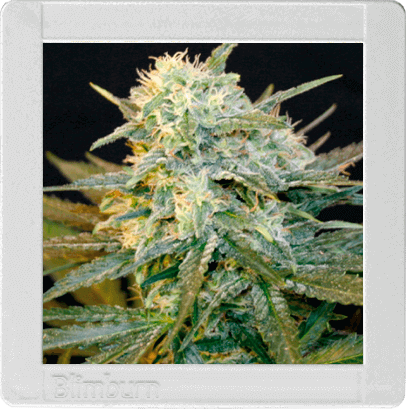 Mamba Negra Auto