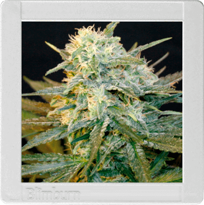 Mamba Negra Auto