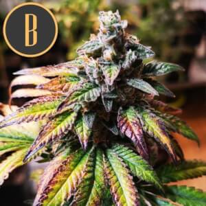 Gorilla G4 Auto