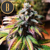 Gorilla G4 Auto