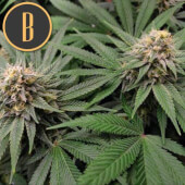 Gorilla G4 Auto