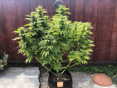 Gorilla G4 Auto