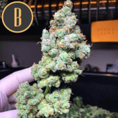 Gorilla G4 Auto