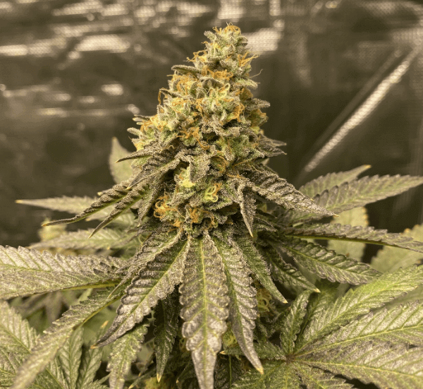 Girl Scout Cookies Auto