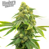 Alien OG