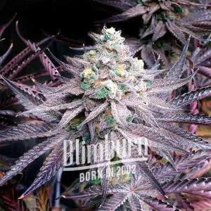 Peanut Butter Breath
