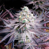 Peanut Butter Breath