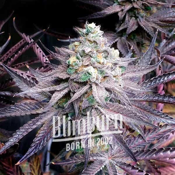 Peanut Butter Breath