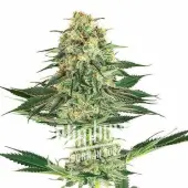 C.Banana