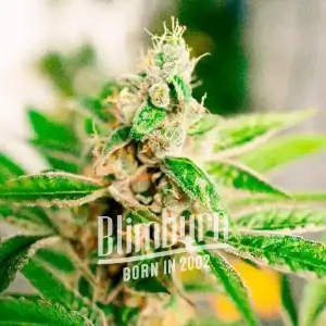 Grape Ape