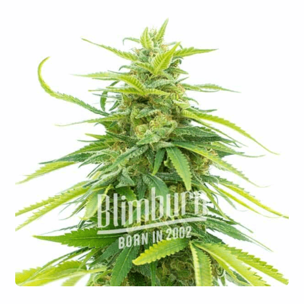 Chocolate Thai