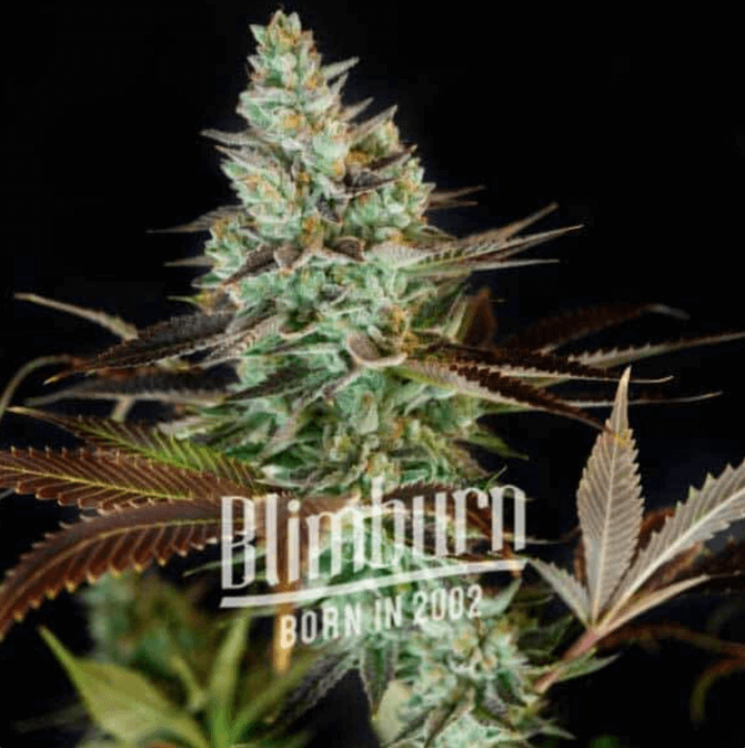 Clementine: bank product photo, credit alchimiaweb.com, copyright status shown with credit copyright unverified