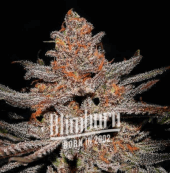 Ghost OG