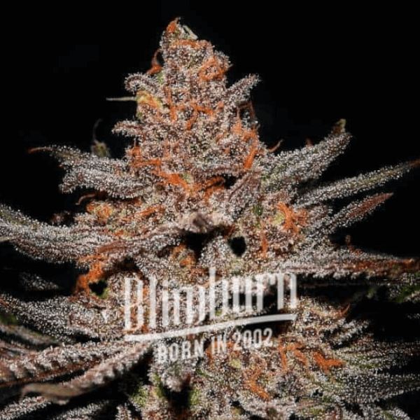 Ghost OG