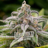 Maui Waui