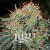 Fat Bastard Auto