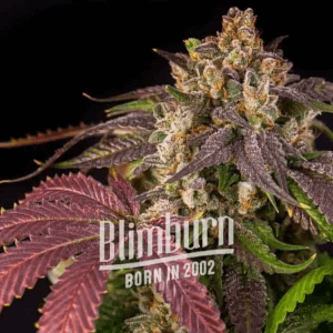 Pink Runtz Auto