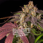 Pink Runtz Auto