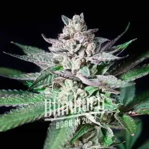 Alien Rock Candy
