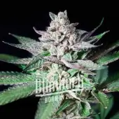 Alien Rock Candy