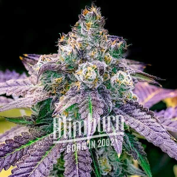 Fruity Pebbles