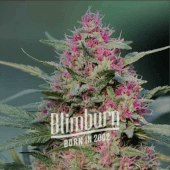 Pink Rozay