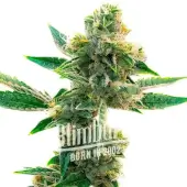 Triangle Kush