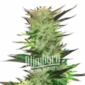White Fire OG