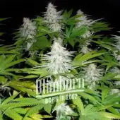 Goji OG