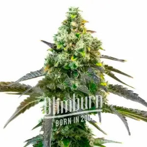 Godfather OG Auto