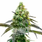 Godfather OG Auto