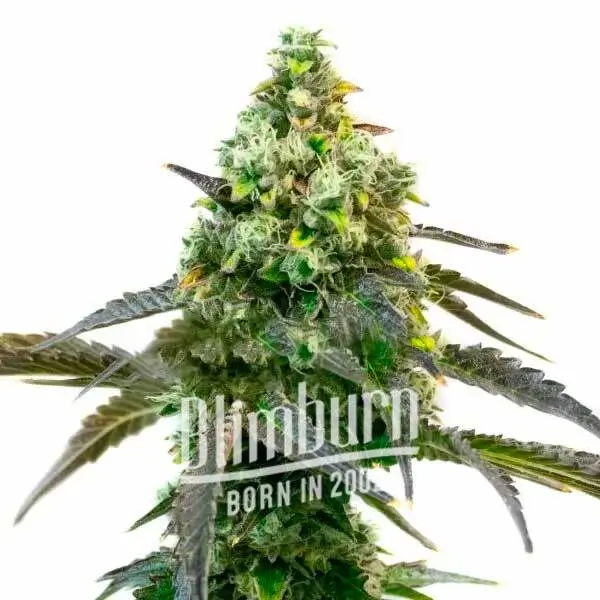 Godfather OG Auto