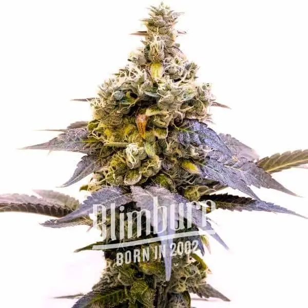 Animal Cookies