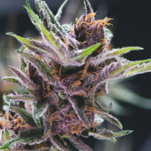 Black Cherry Punch