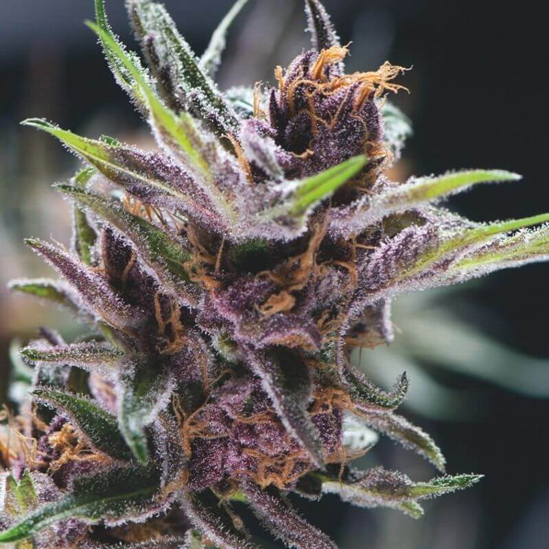 Black Cherry Punch: bank product photo, credit alchimiaweb.com, copyright status shown with credit copyright unverified