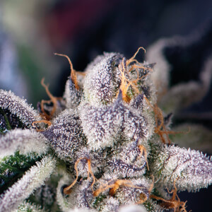 Cookies USA