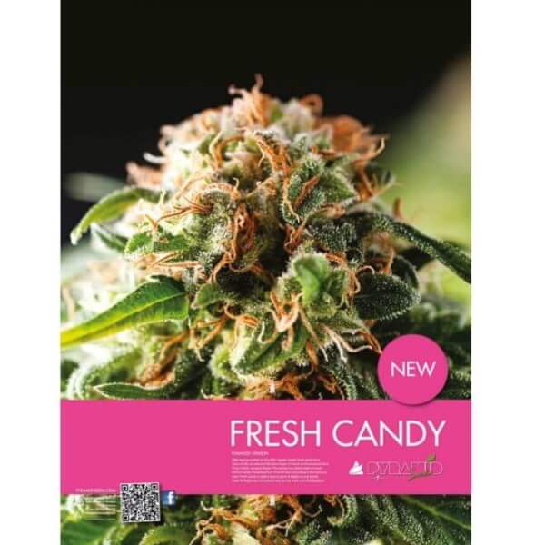 Fresh Candy