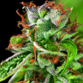 Double OG Haze