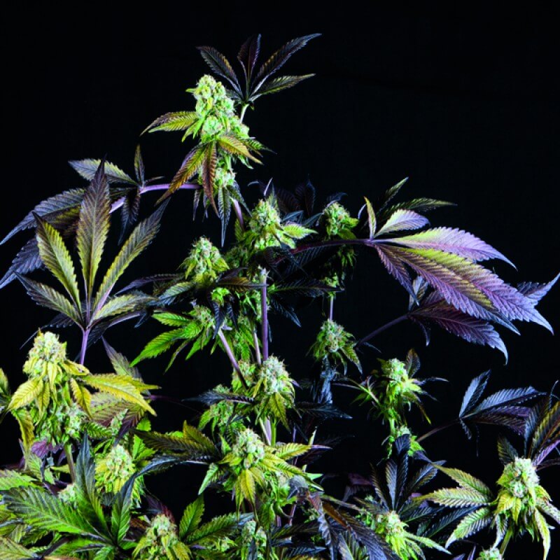 Sunset Sherbet: bank product photo, credit alchimiaweb.com, copyright status shown with credit copyright unverified