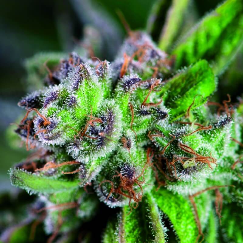 Watermelon Zkittlez: bank product photo, credit alchimiaweb.com, copyright status shown with credit copyright unverified
