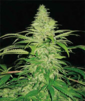 Northern Lights