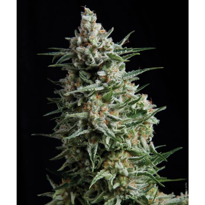 Anesthesia Auto