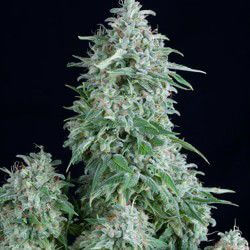 Anubis Auto